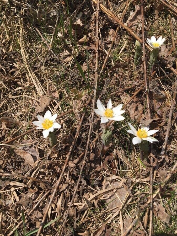 Sanguinaria 7