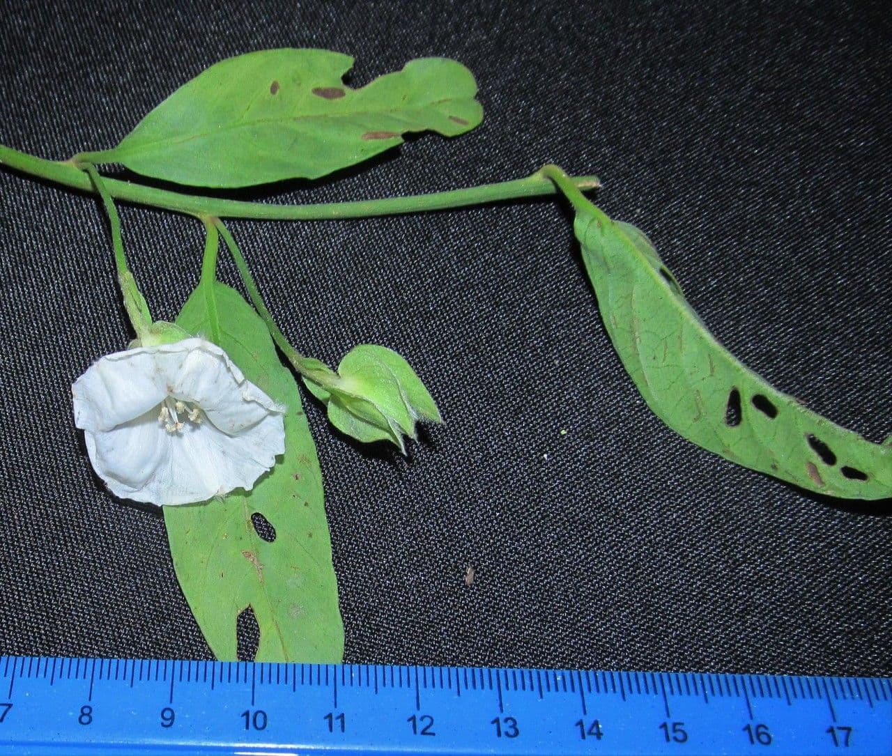 Aniseia 7