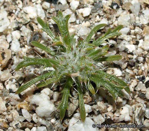 Loeseliastrum schottii 9