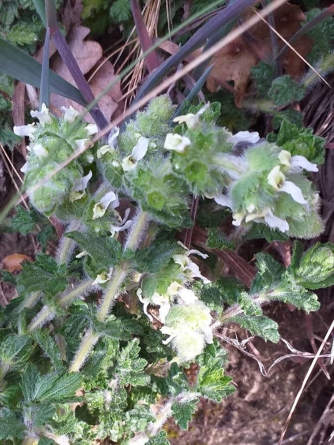 Sideritis hirsuta 6