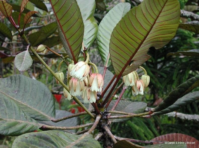 Yate-Elaeocarpus 5