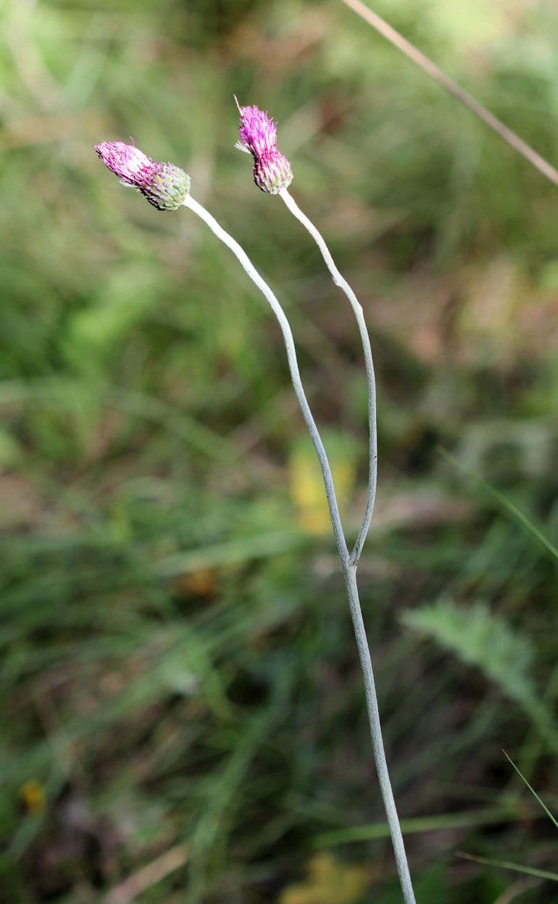 Knollen-Distel 26