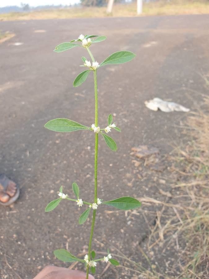 Alternanthera sessilis 26