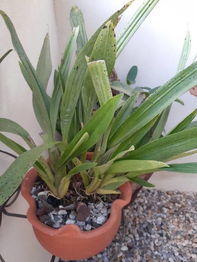 Oncidium 13