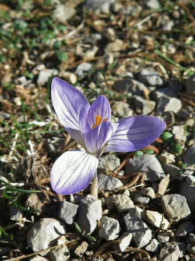 Hermon-Krokus
