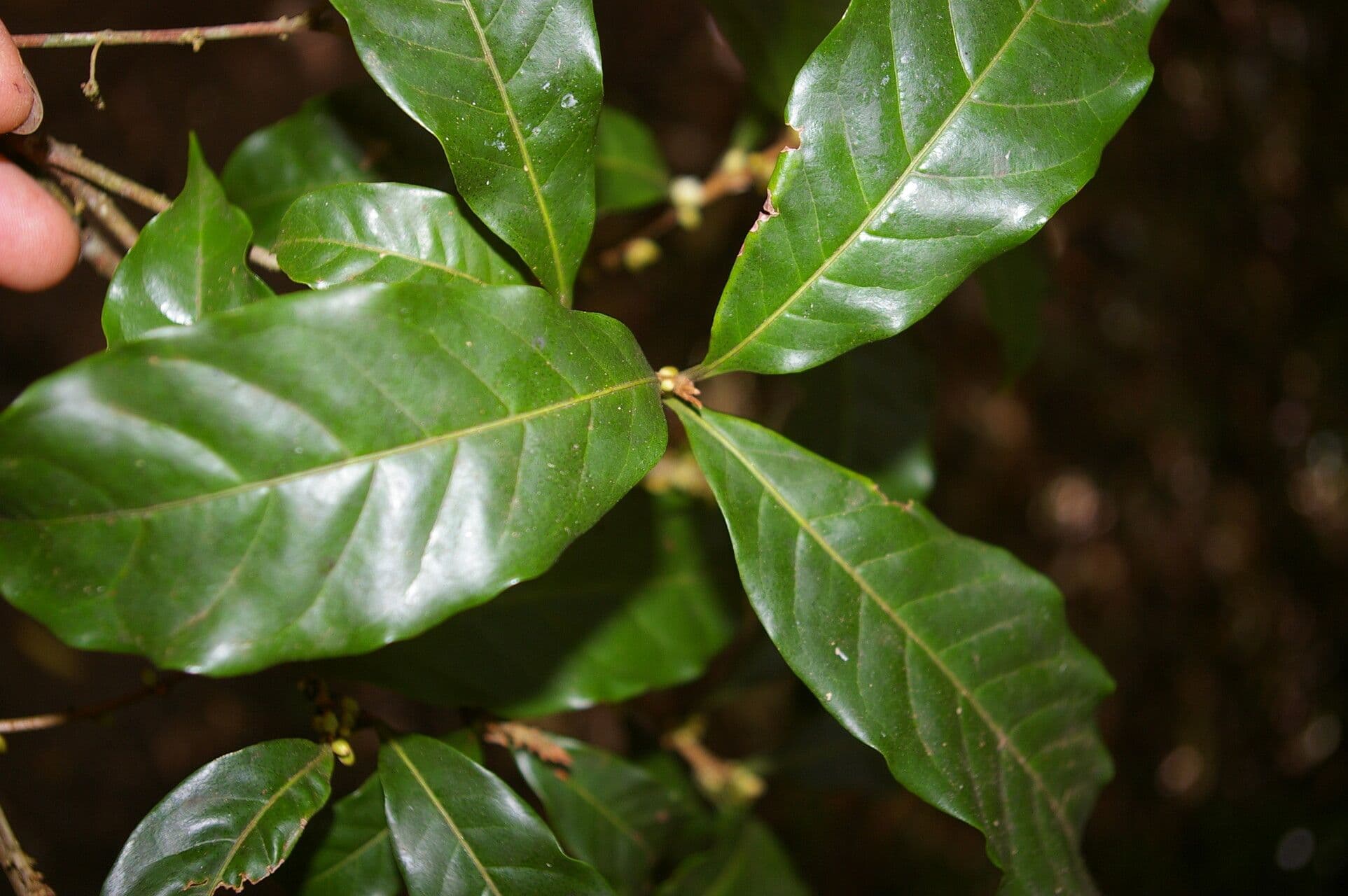 Pouteria durlandii 11