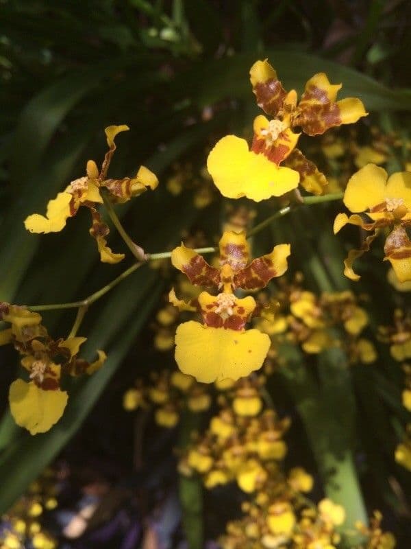 Wydler's dancing-lady orchid 6