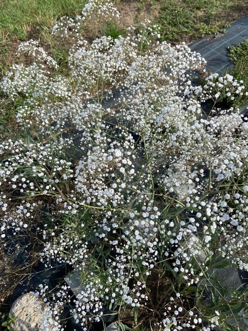 Gipsofila paniculada 26
