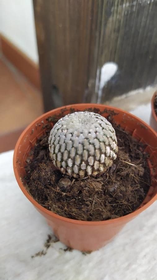 Turbinicarpus