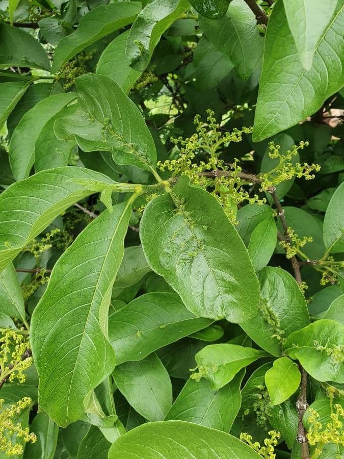 Vangueria madagascariensis 25