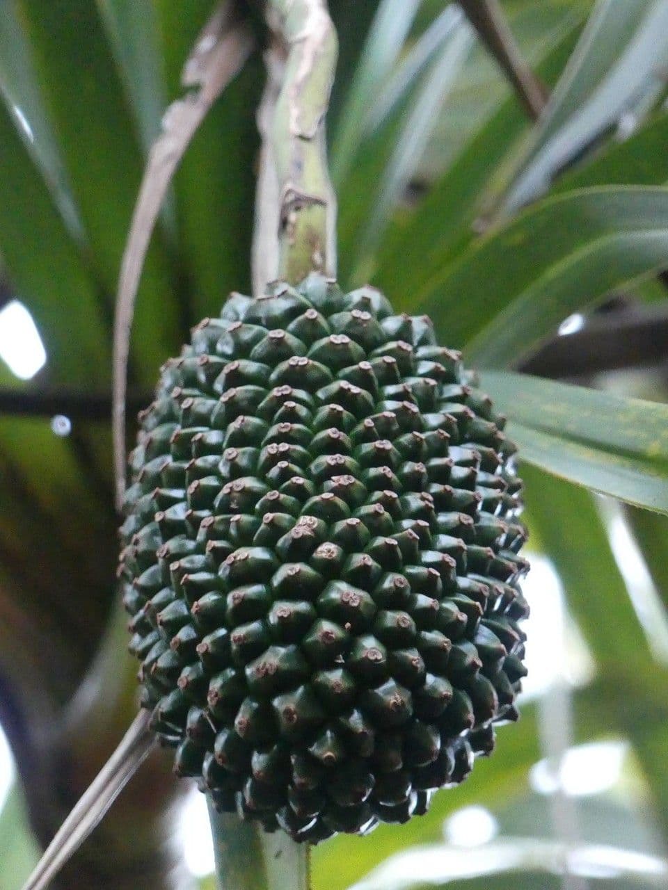 Pandanus 2