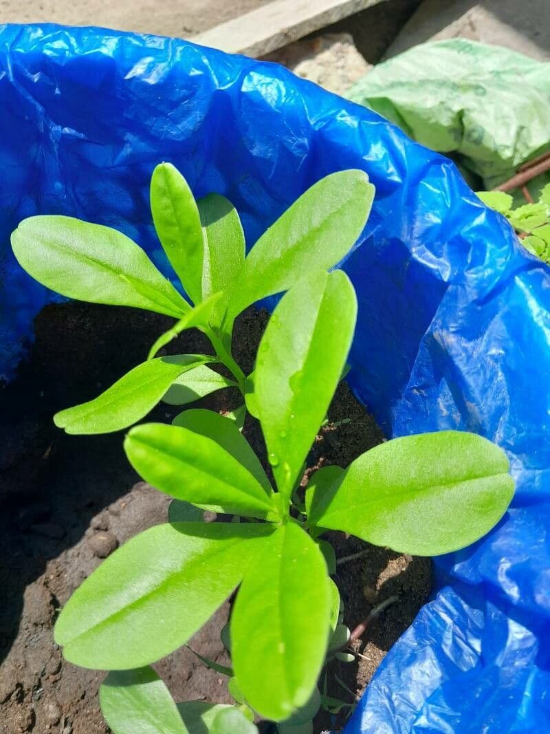 Talinum paniculatum 17
