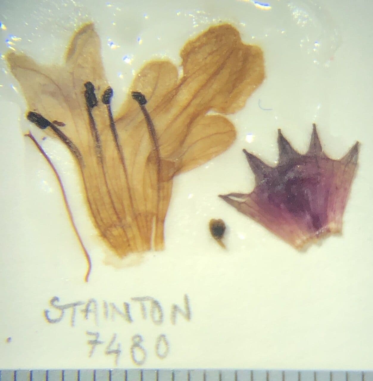 Stachys 9