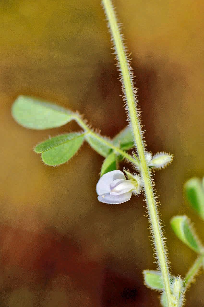 Tephrosia 3