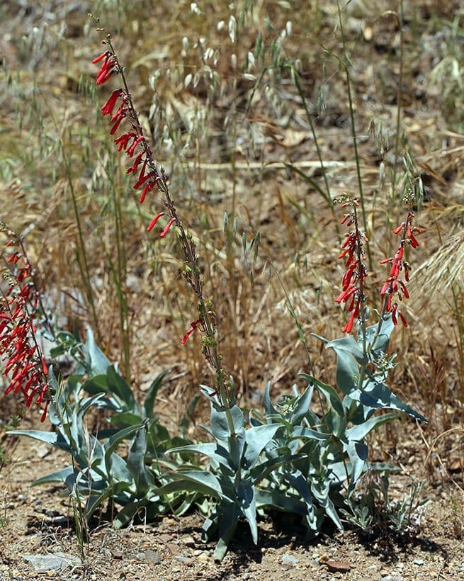 Penstemon centranthifolius 7