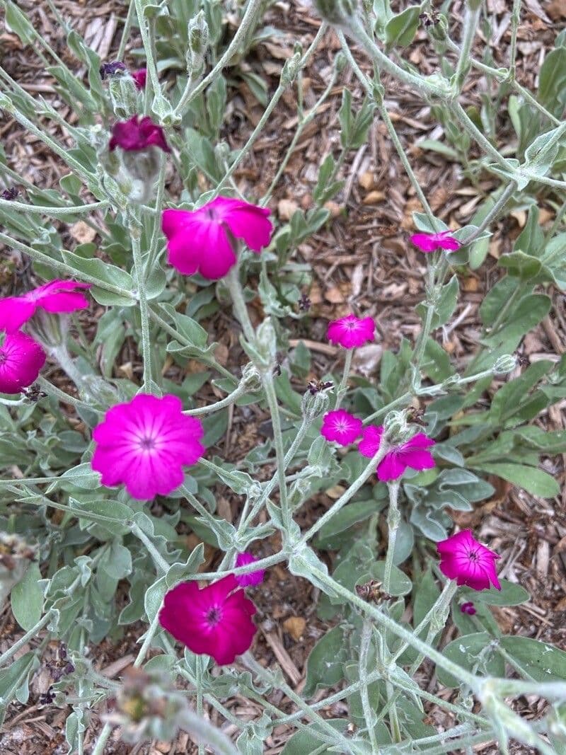 Silene 3