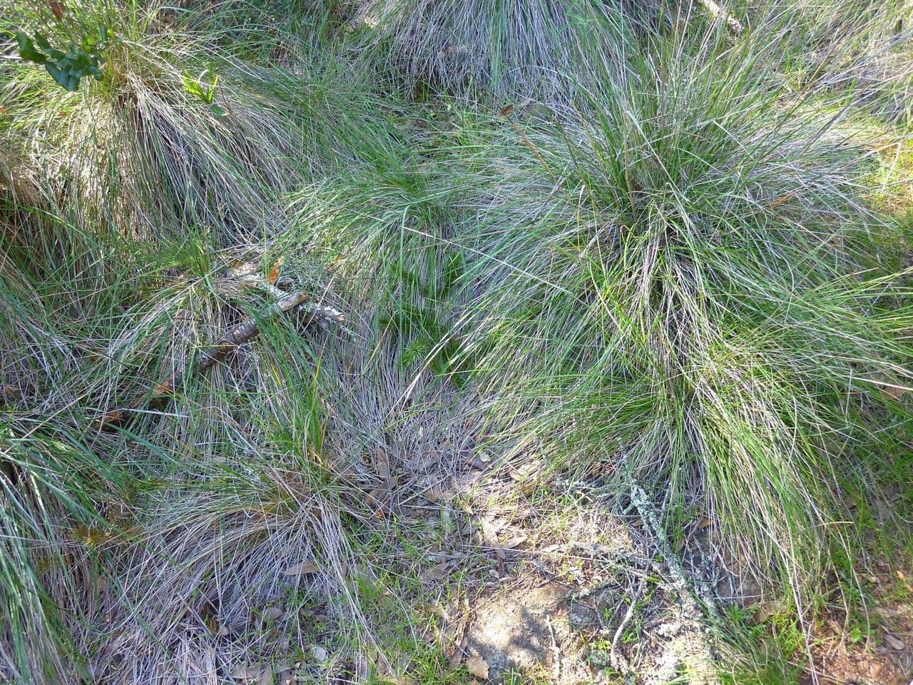 Festuca 5
