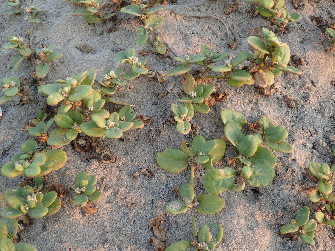 Alternanthera 6