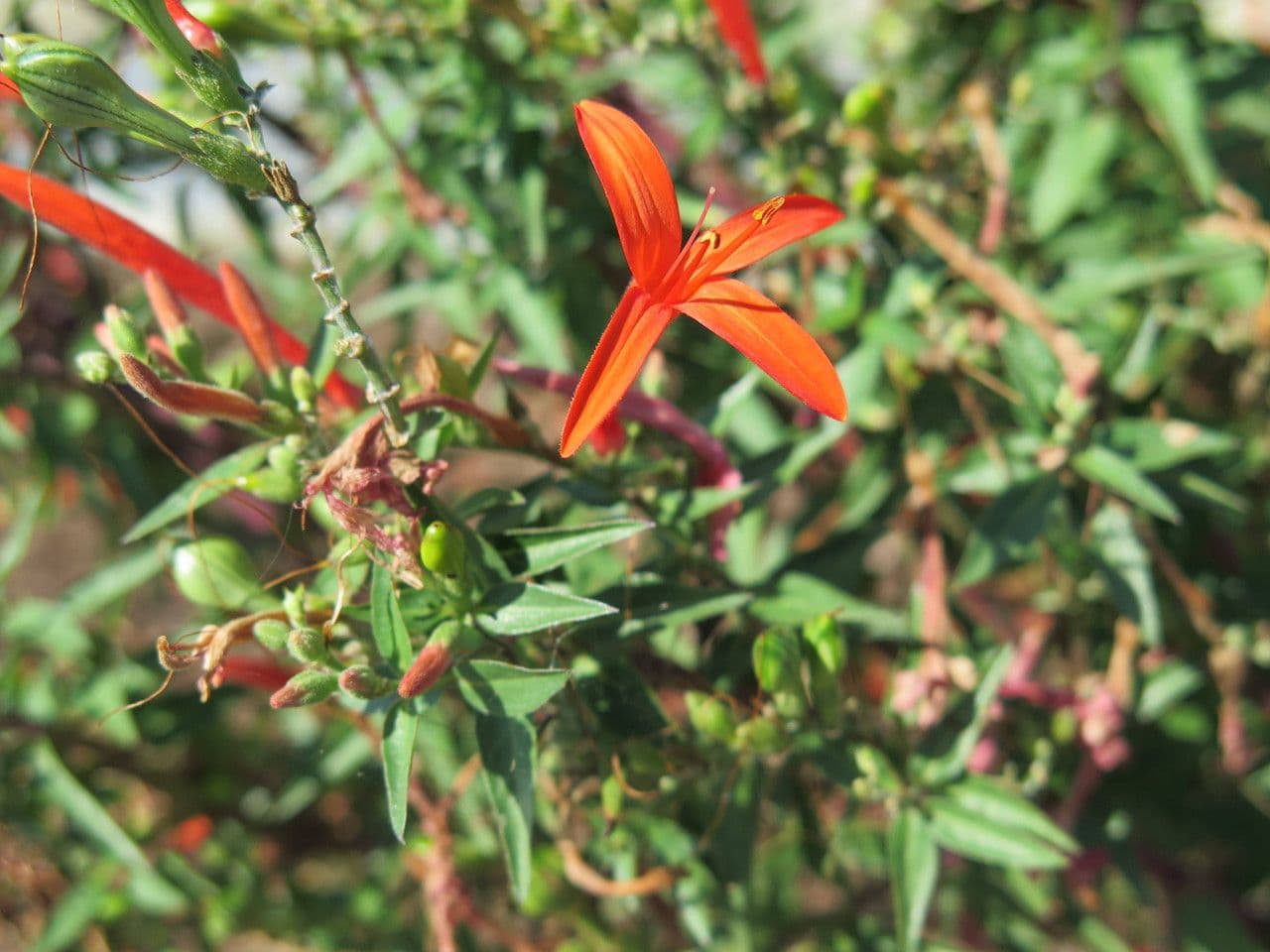 Anisacanthus 2