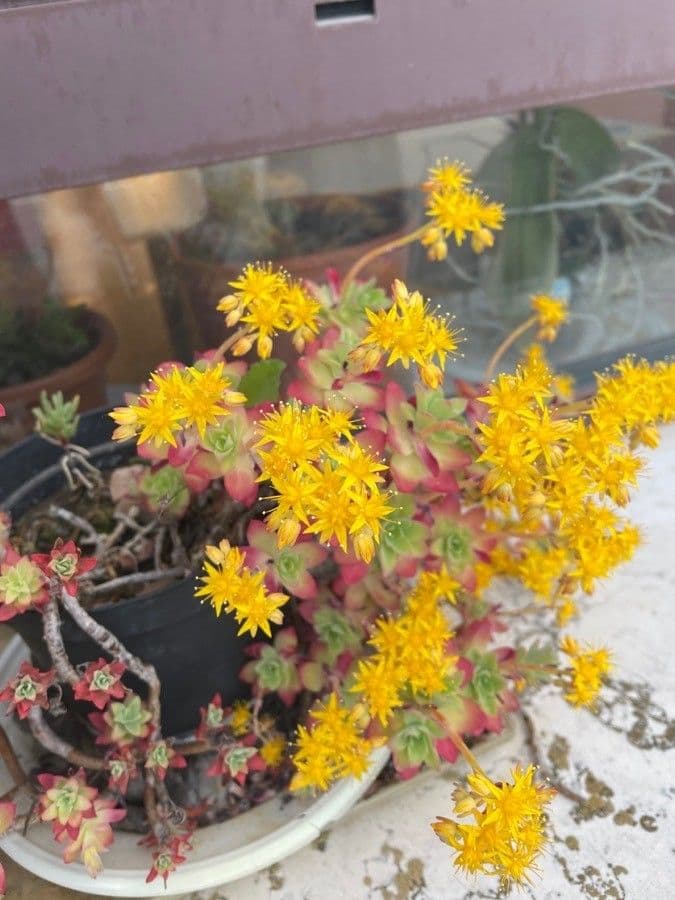 Sedum 4