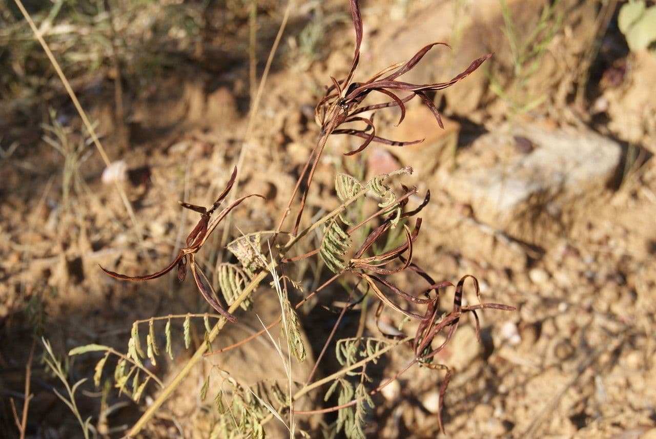 Desmanthus 2