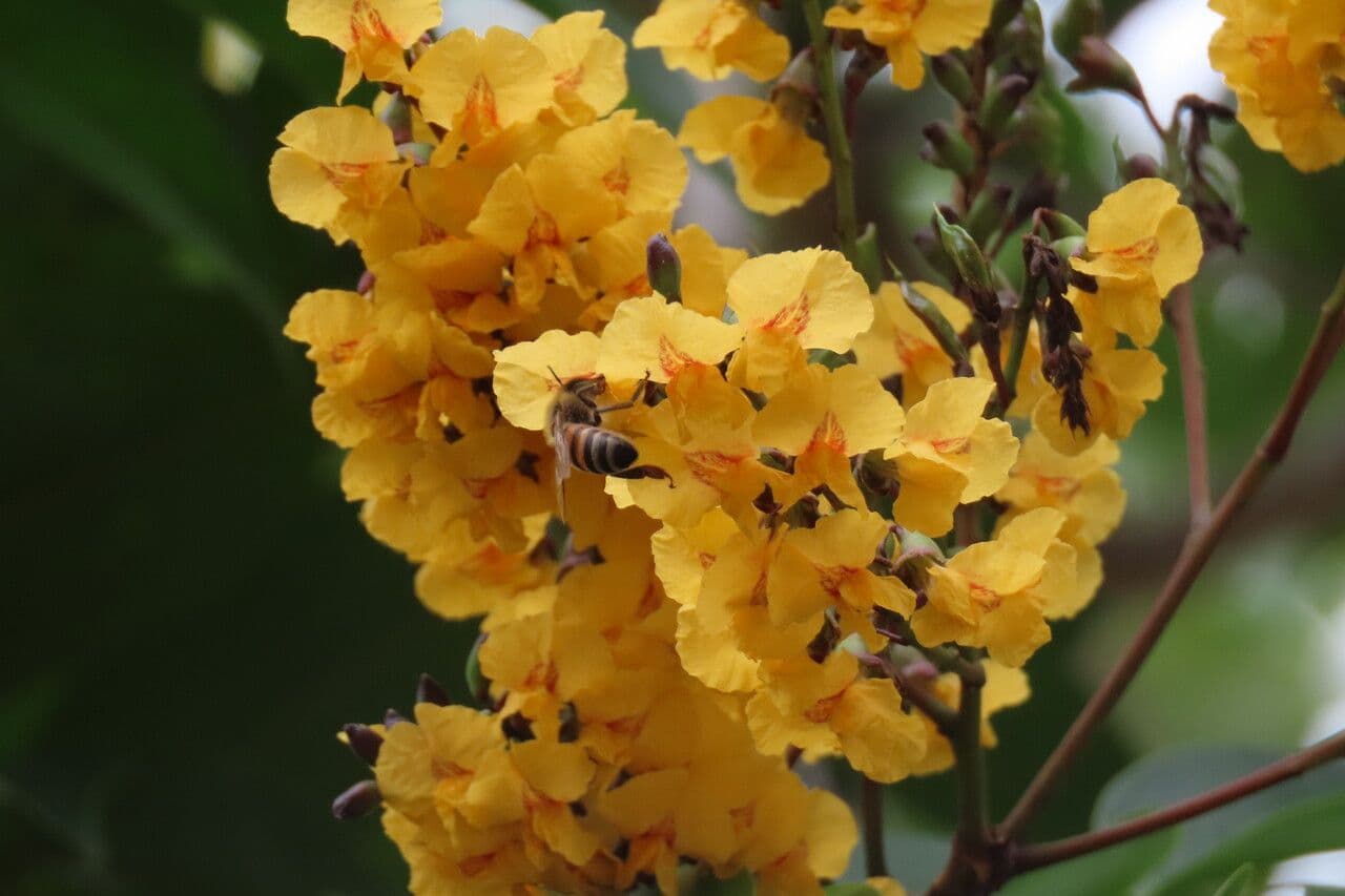 Pterocarpus 6