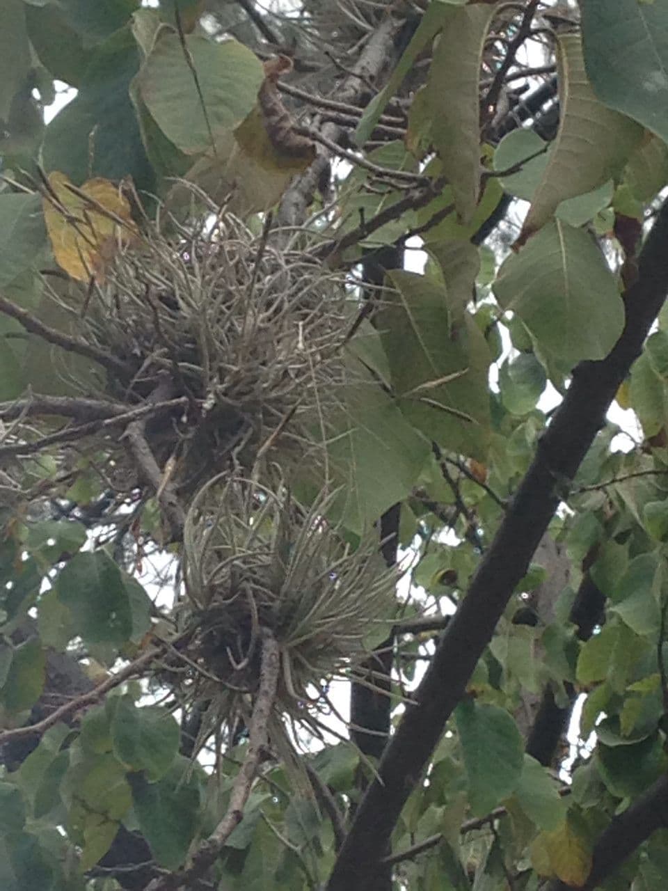 Tillandsia 10