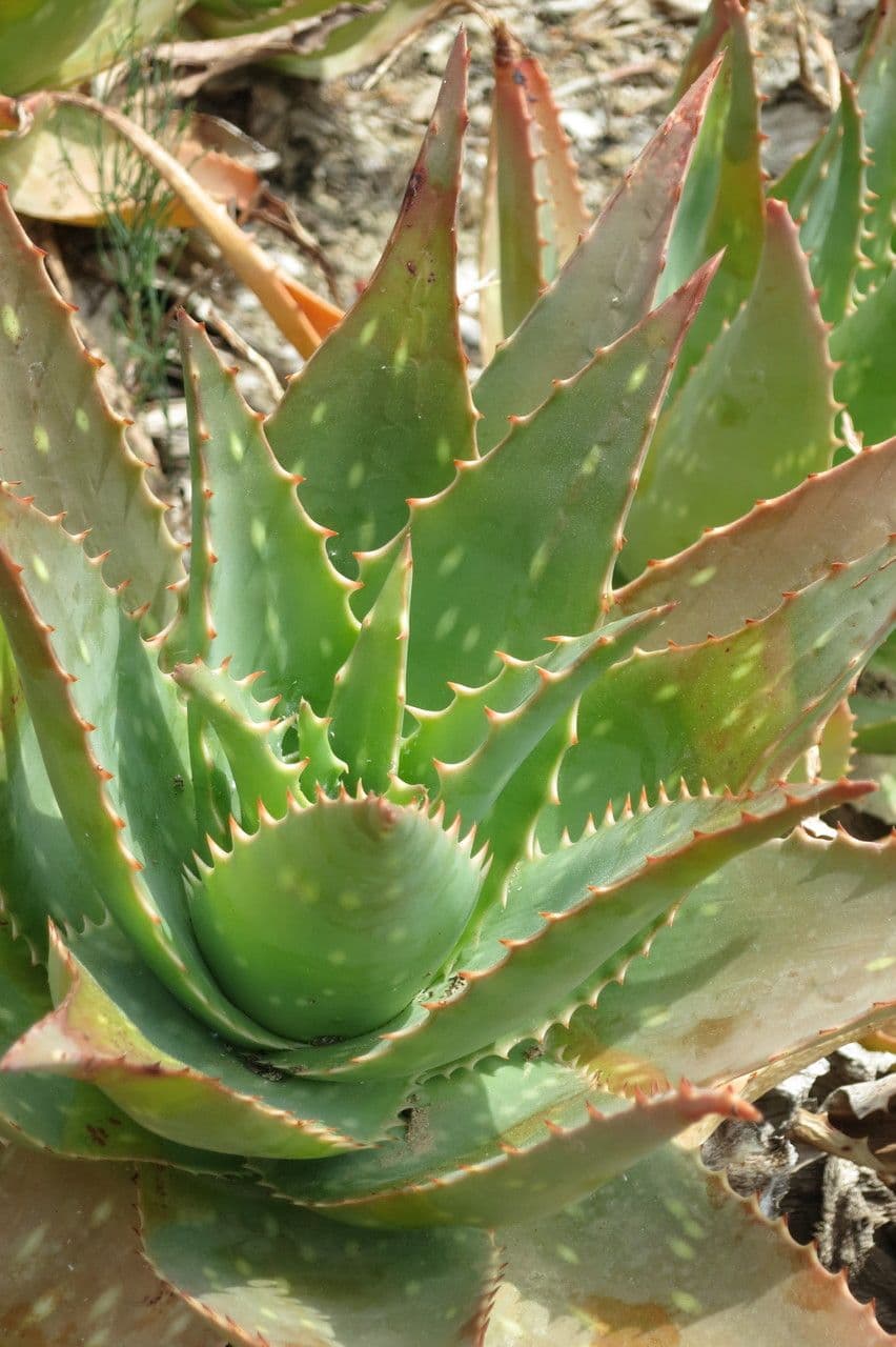 Aloe 18