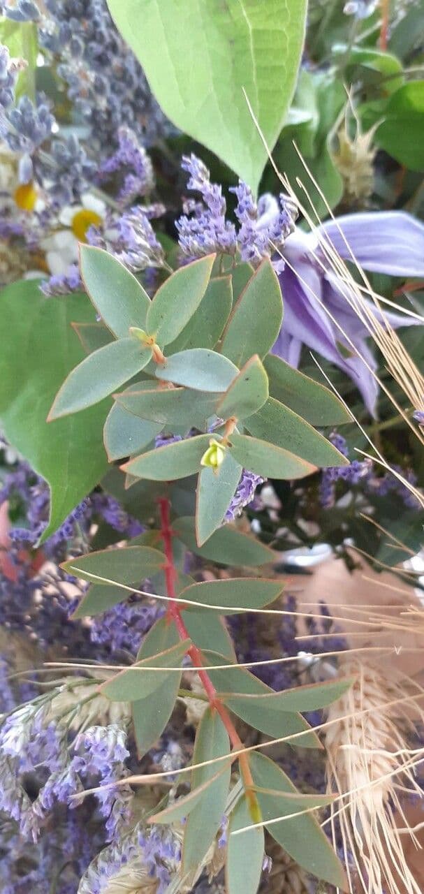 Wachs-Eukalyptus 6