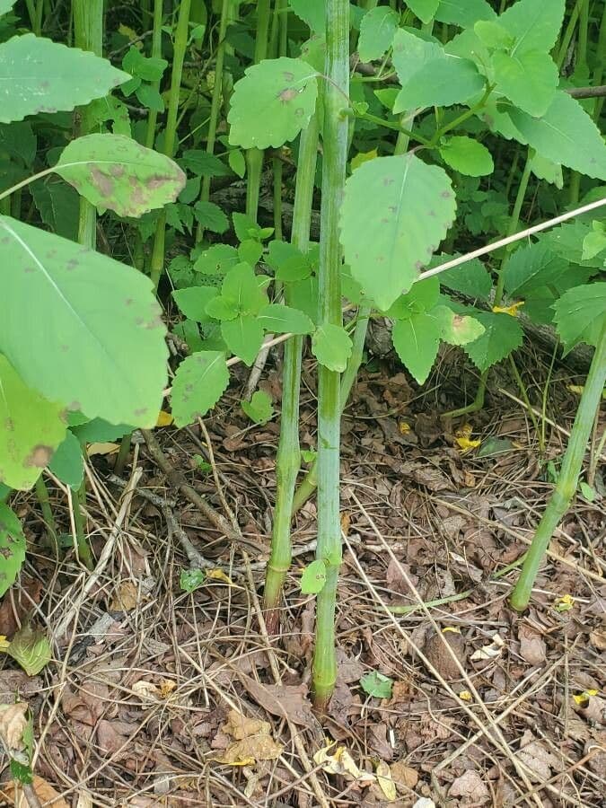 Impatiens pallida 21