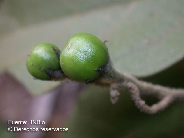 Solano lanceolato