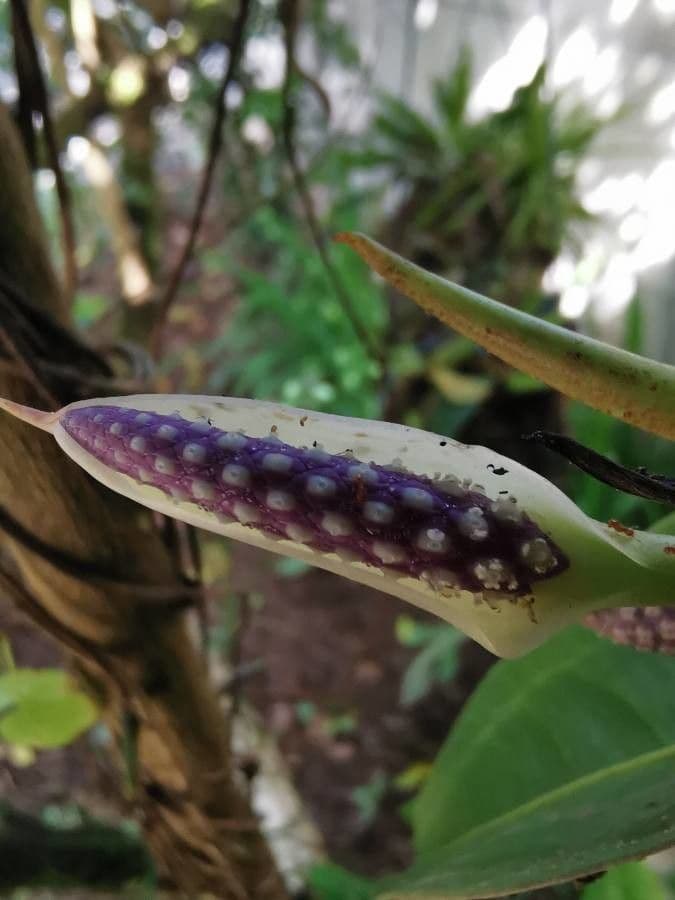 Anthurium 10