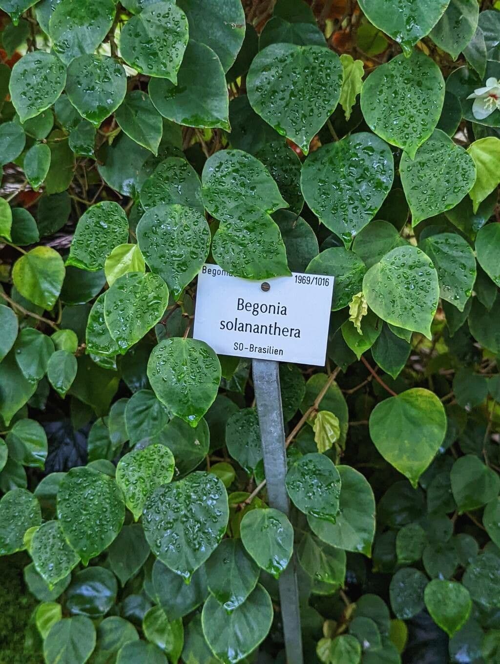 Begonia 8