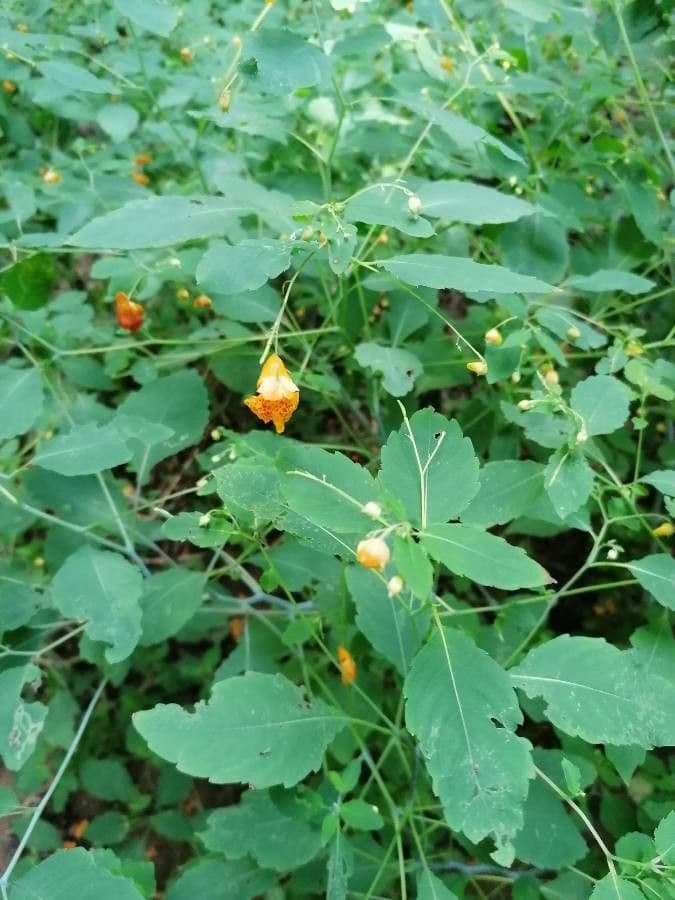 Orangerotes Springkraut 19