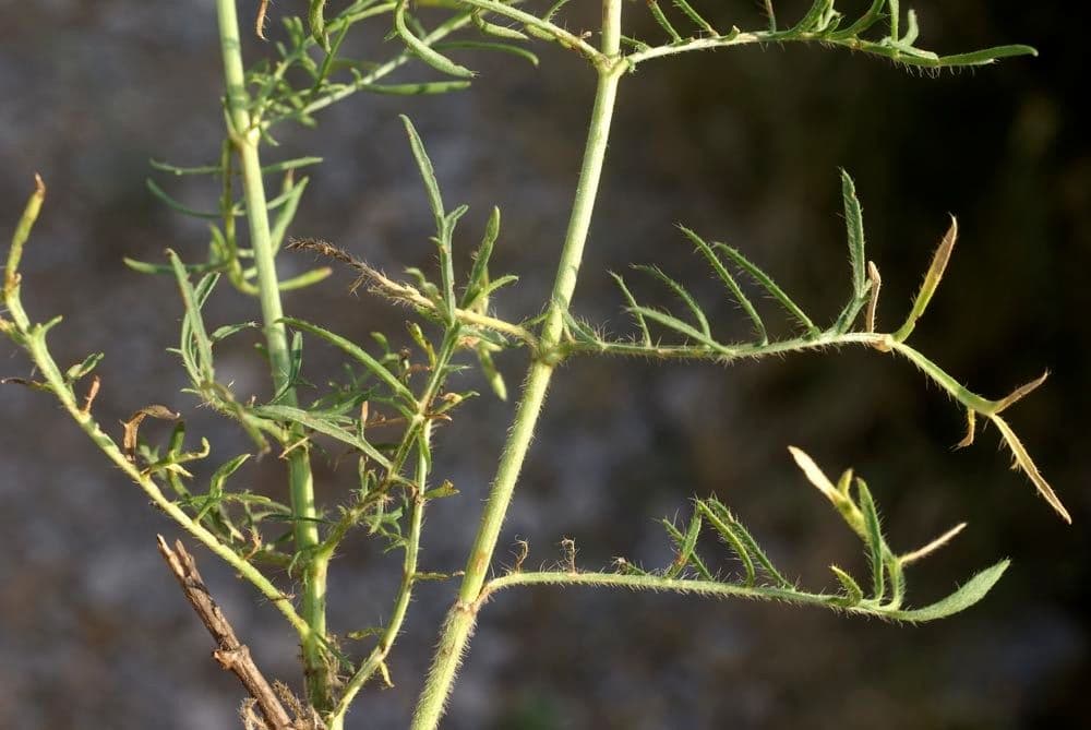 Weißer Schuppenkopf 26