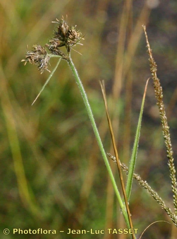 Fuirena pubescens 2