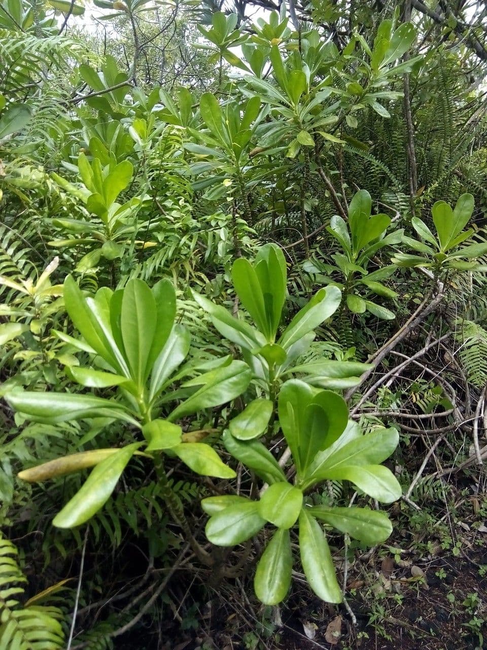 Scaevola taccada 13