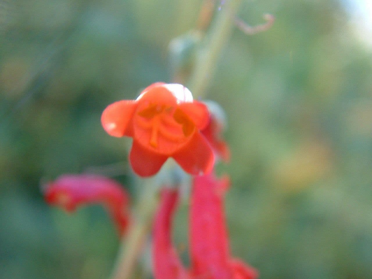 Penstemon centranthifolius 2
