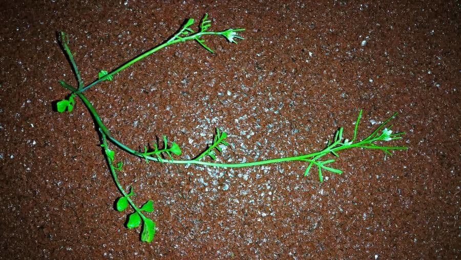 Cardamine parviflora 17