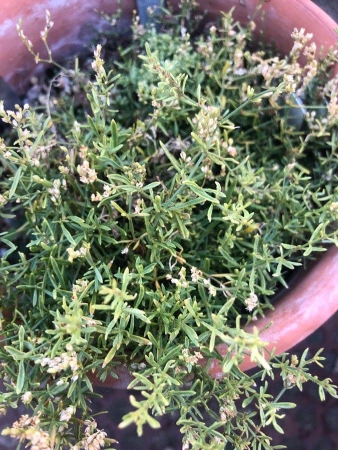 Ortegia hispanica 4