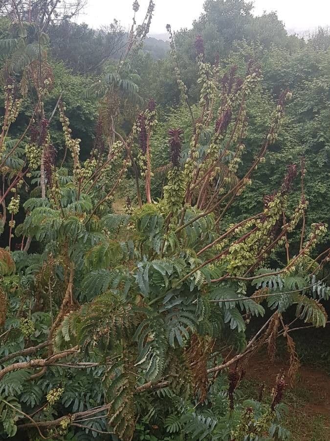 Melianthus maggiore 13