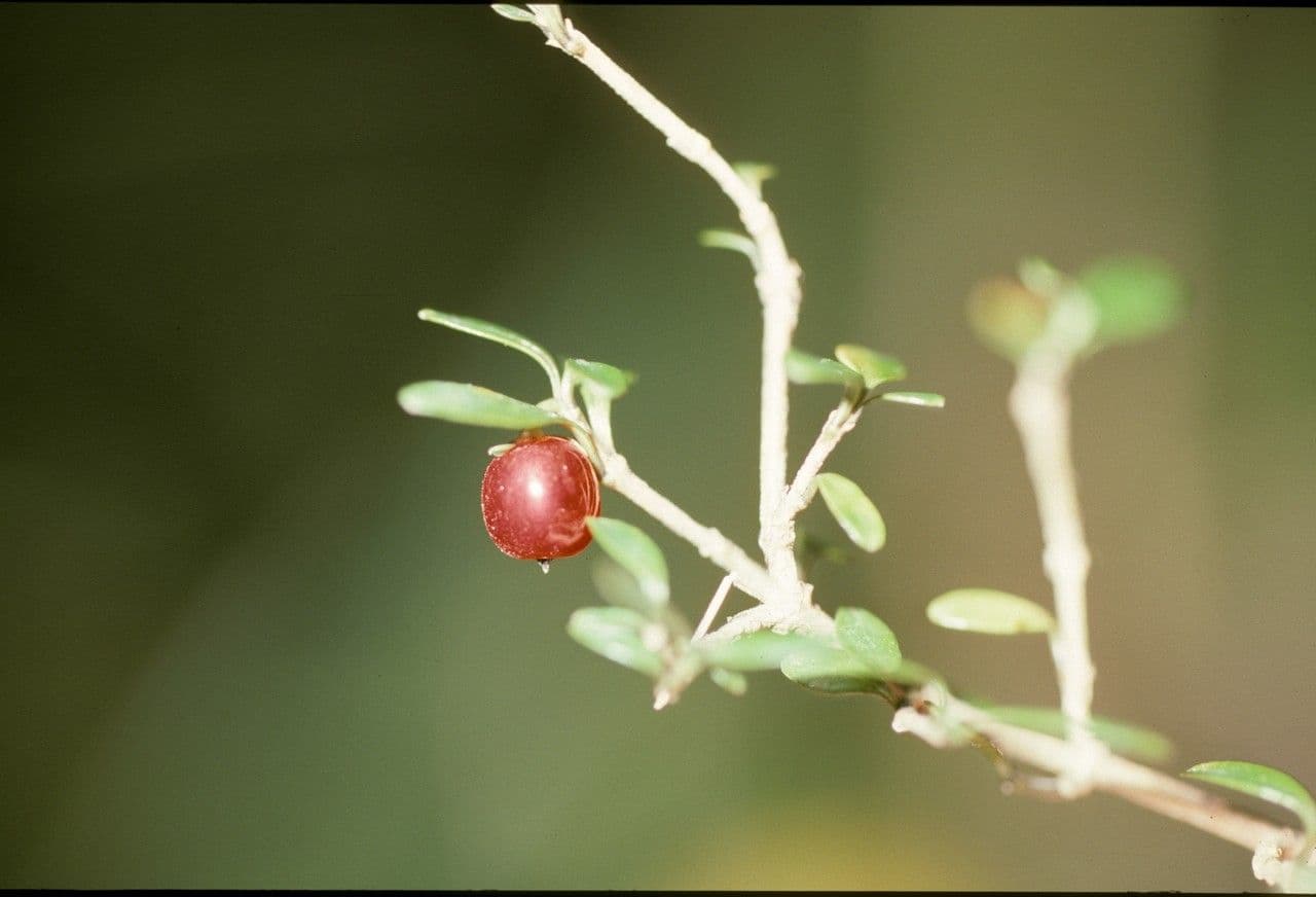 Coprosma Propinqua 2
