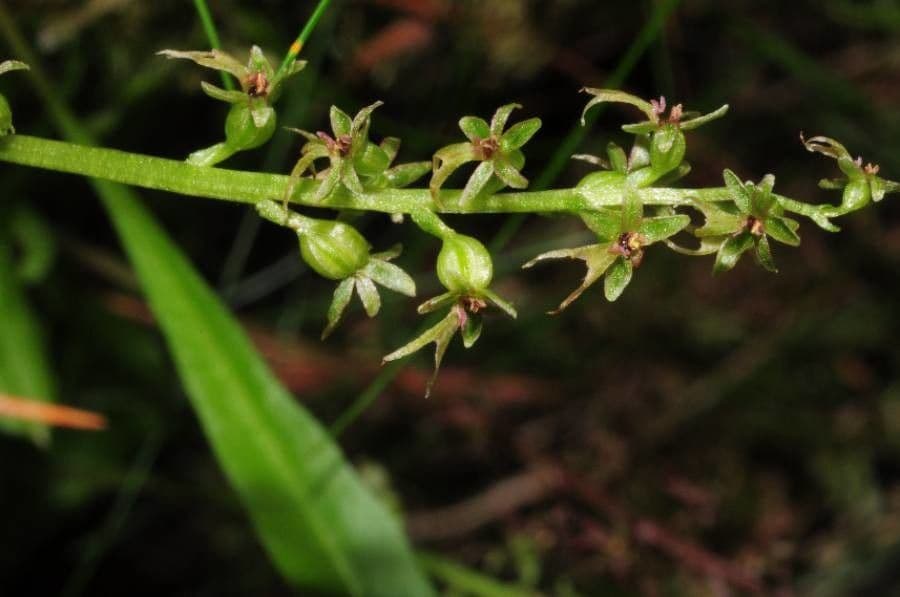 Lesser twayblade 9