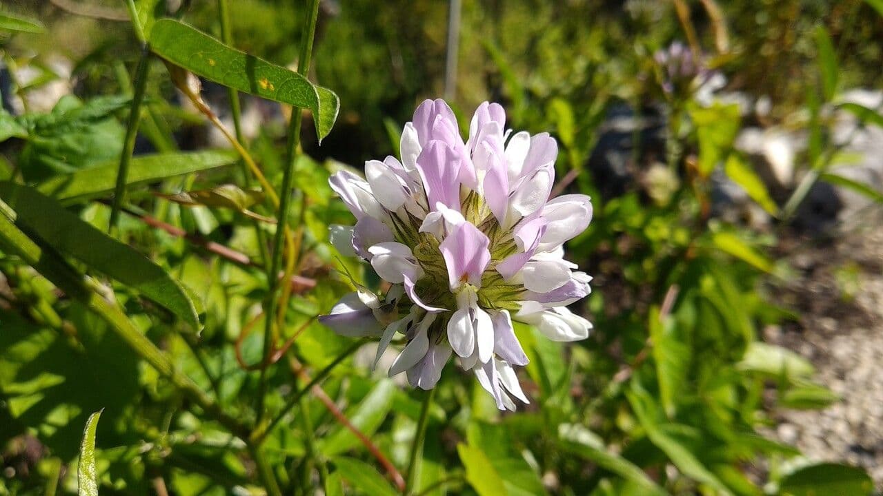 Bituminaria