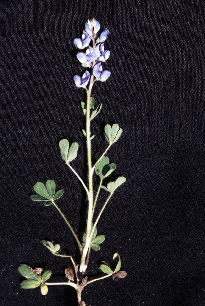 Texas-Blumenkappe 7