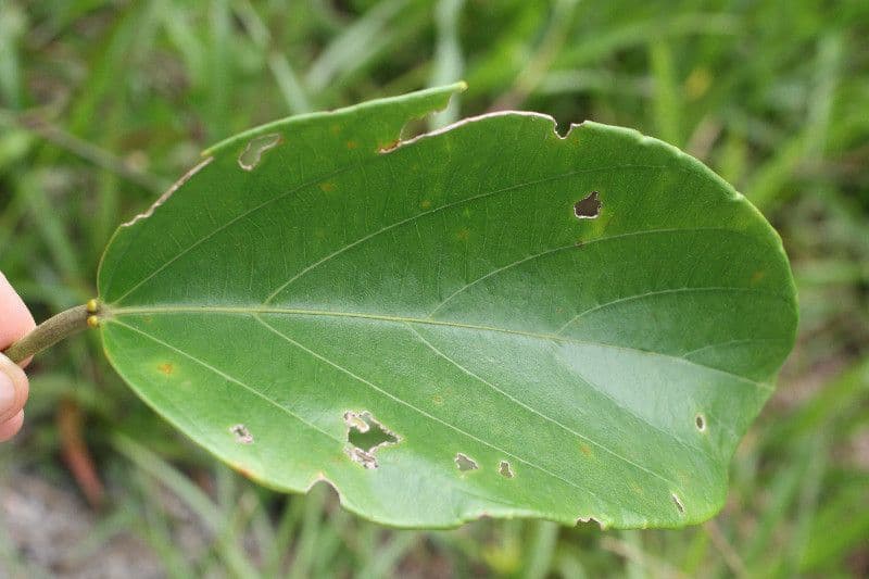 Omphalea 2