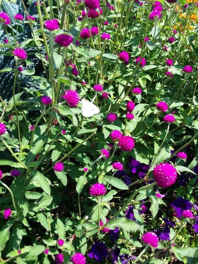 Gomphrena globuleuse 16