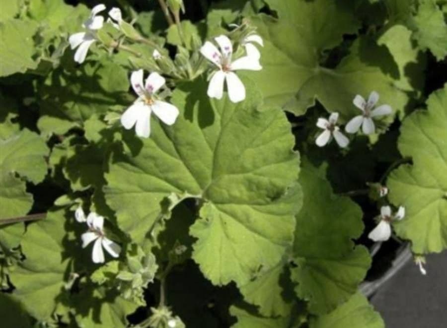 Geranium 3