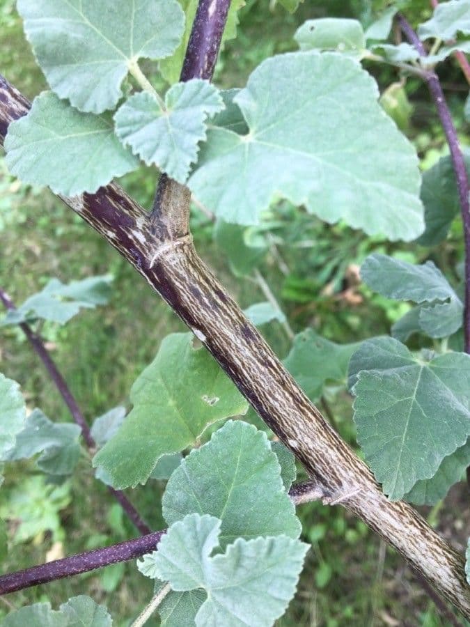 Malva subovata 25