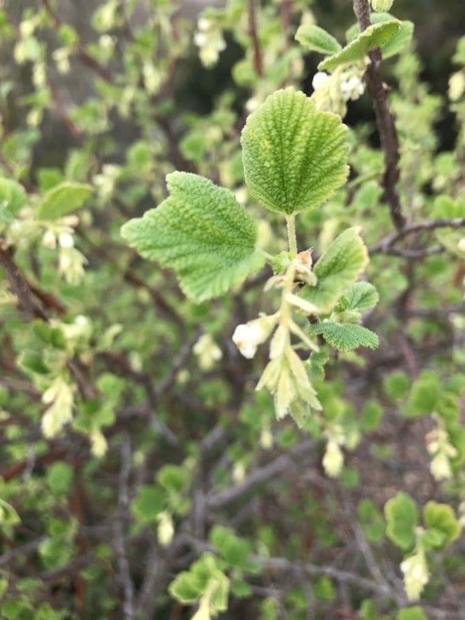Ribes senza odore 5